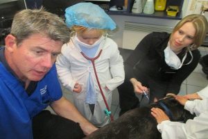 Lady Gowrie Visits Hobart Animal Hospital